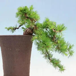 modrzew-europejski-larix-decidua-10-nasion-do-ogrodu