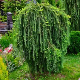 modrzew-europejski-larix-decidua-10-nasion-do-ogrodu