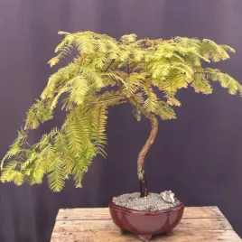 zywa-skamielina-metasekwoja-chinska-bonsai-metasequoia-glyptostroboides