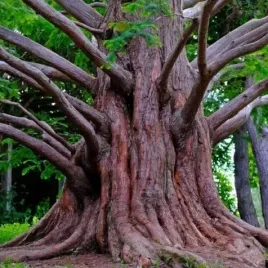 zywa-skamielina-metasekwoja-chinska-10nasion-metasequoia-glyptostroboides