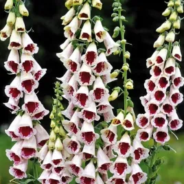 naparstnica-purpurowa-elsie-kelsey-500-nasion-digitalis-purpurea