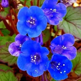facelia-dzwonkowata-lazurowo-niebieska-500-nasion-phacelia-campanularia