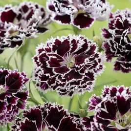 gozdzik-chinski-chianti-100-nasion-dianthus-chinensis-do-ogrodu