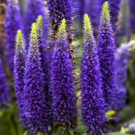 mrozoodporny-przetacznik-klosowy-niebiesko-300-nasion-veronica-spicata