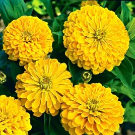 cynia-daliowa-zolta-100-nasion-zinnia-elegans-dahliaeflora