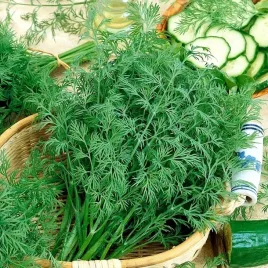 koper-ogrodowy-krezus-1400-nasion-anethum-graveolens-nasiona-kopru-warzyw