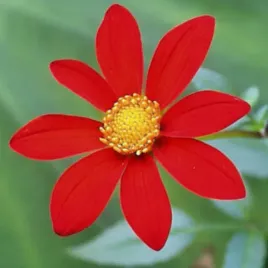 mrozoodporna-dalia-drzewiasta-szkarlatna-5-nasion-dahlia-coccinea