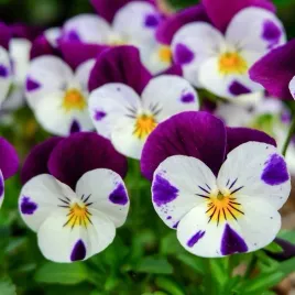 karlowaty-fiolek-rogaty-johny-jump-up-dlugo-kwitnacy-300-nasion-viola