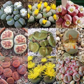 zywe-kamienie-mix-50-odmian-kolorystycznych-lithops-sp-20-nasion