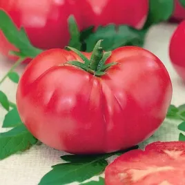 pomidor-malinowy-pink-king-f1-owoce-200-do-250-g-odm-gruntowa-10-nasion