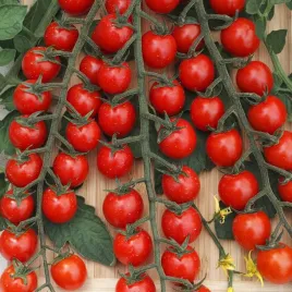pomidor-koktajlowy-czeresniowy-cerise-bardzo-plenny-300-nasion