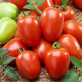 pomidor-gruntowy-karlowy-rio-grande-150-nasion-solanum-lycopersicum-l