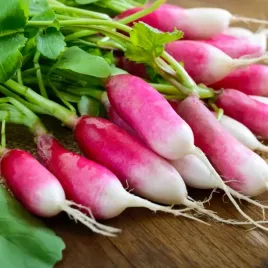rzodkiewka-18-dniowa-de-dix-huit-jours-300-nasion-raphanus-sativus-l