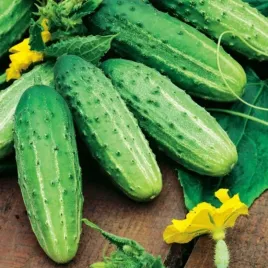ogorek-gruntowy-marieta-f1-do-kiszenia-150-nasion-cucumis-sativus-l
