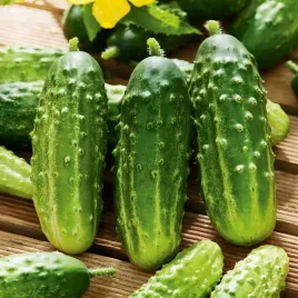 ogorek-regina-f1-gruntowy-srednio-wczesny-szybko-rosnacy-150-nasion