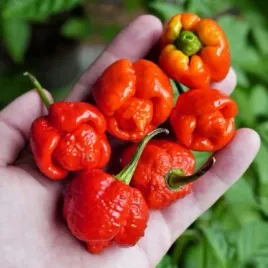 papryka-ostra-trinidad-moruga-scorpion-18-mil-w-skali-ostrosci-scaville-a