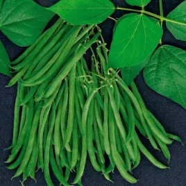 fasola-wielokwiatowa-painted-lady-tyczna-na-suche-nasiona-22-nasiona