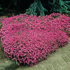 mrozoodporna-mydlnica-bazyliowata-rozowa-200-nasion-saponaria-ocymoides