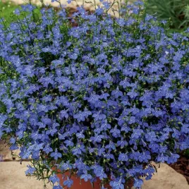 lobelia-stroiczka-niebieska-1000-nasion-lobelia-erinus-do-ogrodu-na-taras