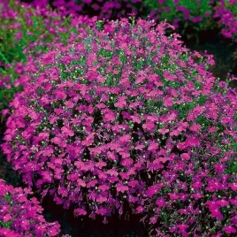 lobelia-stroiczka-czerwona-1000-nasion-lobelia-erinus-do-ogrodu-na-taras