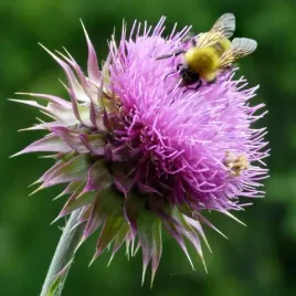 miododajny-ostropez-plamisty-silybum-marianum-100-gram