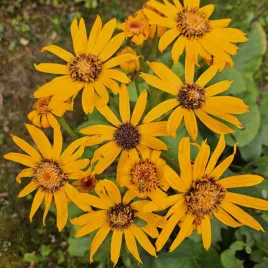mrozoodporna-jezyczka-pomaranczowa-ligularia-dentata-20-nasion