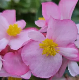 begonia-stale-kwitnaca-rozowa-begonia-semperflorens-pink-1000-nasion