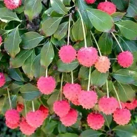 jadalny-deren-kousa-milky-way-5-nasion-cornus-kousa-milky-way