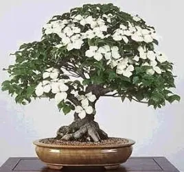 deren-kousa-milky-way-na-bonsai-cornus-kousa-milky-way-5-nasion