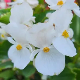 begonia-stale-kwitnaca-biala-begonia-semperflorens-alba-1000-nasion