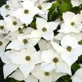 mrozoodporny-deren-kousa-milky-way-cornus-kousa-milky-way-5-nasion