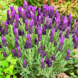 lawenda-francuska-mrozoodporna-pachnaca-odstrasza-komary-i-muchy-200-nasion