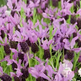 mrozoodporna-lawenda-francuska-lavandula-stoechas-200-nasion