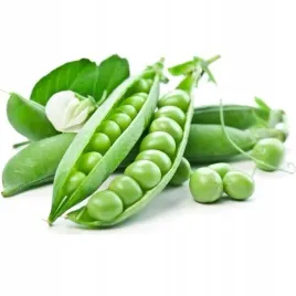 groch-szesciotygodniowy-siewny-luskowy-wczesny-pisum-sativum-l-140-nasion