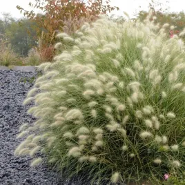 trawa-rozplenica-kosmata-pennisetum-villosum-12-nasion