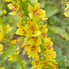 dziewanna-pospolita-verbascum-nigrum-100-nasion-ziolo