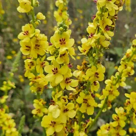 prosto-z-natury-dziewanna-pospolita-verbascum-nigrum-100-nasion