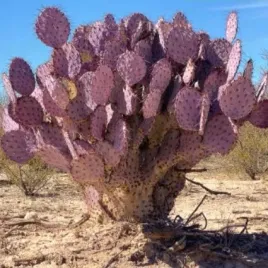 mrozoodporna-fioletowa-opuncja-do-18-c-opuntia-santarita-5-nasion