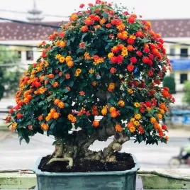 lantana-pospolita-czerwona-na-bonsai-lantana-camara-red-10-nasion