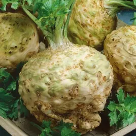 seler-korzeniowy-albin-bialy-srednio-wczesny-na-zbior-jesienny-1000-nasion