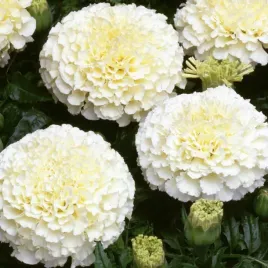 aksamitka-wielkokwiatowa-albatros-bialo-kremowa-niska-tagetes-erecta