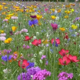 mieszanka-bylinowa-roslin-miododajnych-na-tereny-podmokle-100g-laka-kwietna