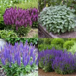szalwia-mix-odmian-salvia-officinalis-nemorosa-pratensis-70-nasion