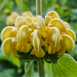 zelezniak-russela-szalwia-jerozolimska-phlomis-russeliana-50-nasion