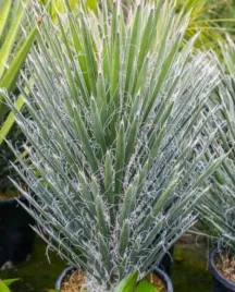 mrozoodporna-jukka-filifera-do-10-m-wysokosci-yucca-filifera-3-nasiona