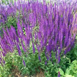 miododajna-szalwia-lakowa-70-nasion-salvia-pratensis-mrozoodporna