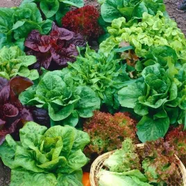 salata-mix-najsmaczniejszych-odmian-i-kolorow-1000-nasion-lactuca-sativa