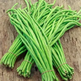 fasolnik-chinski-wegetarianskie-spaghetti-vigna-sinensis-30-nasion