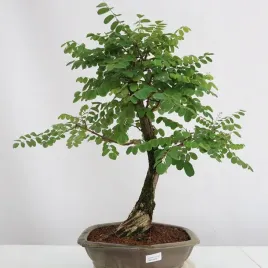 akacja-biala-grochodrzew-na-bonsai-robinia-pseudoacacia-20-nasion