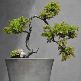 jalowiec-wirginijski-na-bonsai-juniperus-virginiana-do-ogrodu-20-nasion